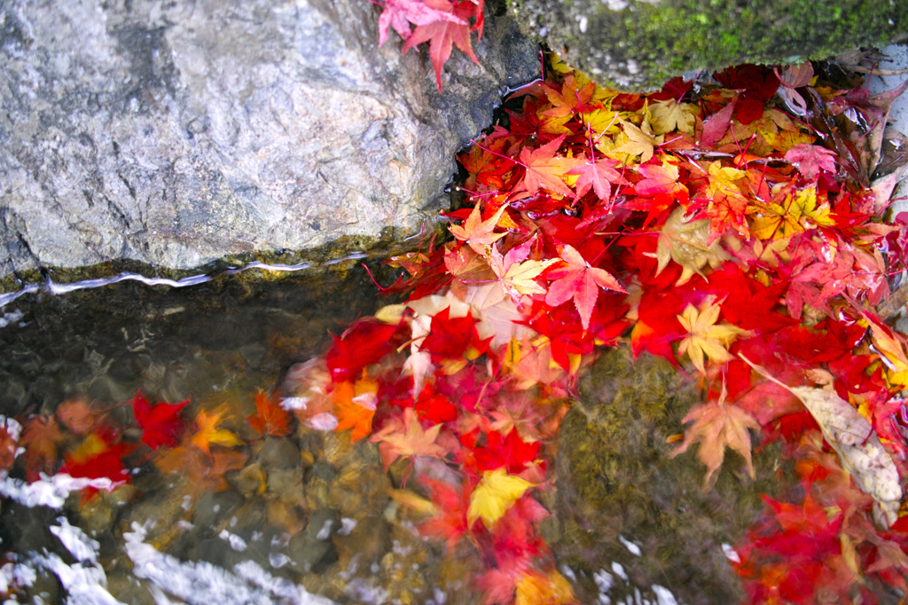 流れる紅葉