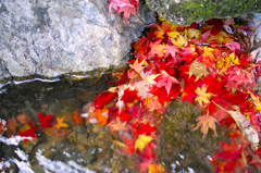 流れる紅葉
