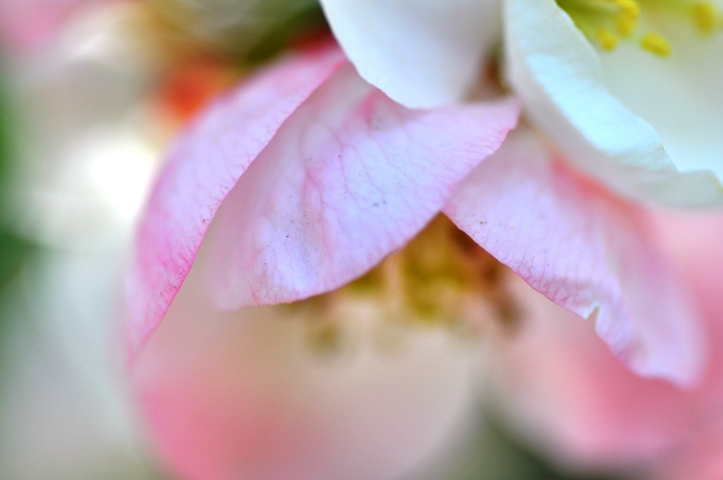 淡いピンクの花　