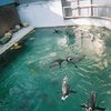 ペンギン