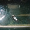 ペンギン