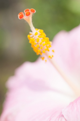 蕊