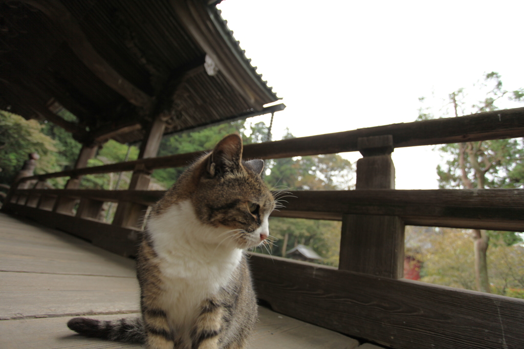 お寺に住んでます