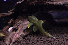 20120526_おまけ_01_0001