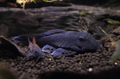 20120531_底モノ水槽_ブルーフィンパナクエ