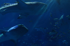 美ら海水族館 大水槽 その３