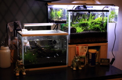 メダカ水槽拡張しました - 全体 -