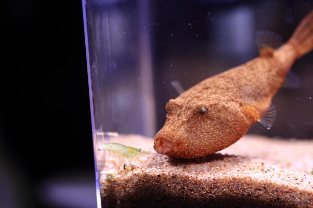 20120603_ミウルス_0007