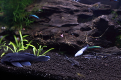 20120505_メダカ水槽(?) にぎやかになった