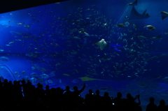 美ら海水族館 大水槽 その１