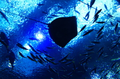 とある水族館の青