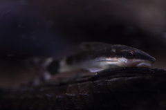 20120529_オトシンクルス