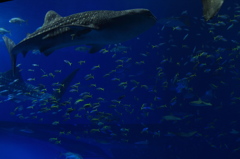 美ら海水族館 大水槽 その２