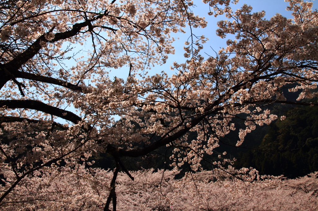 20120408_奈良池原ツーリング_0009