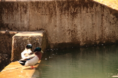 20120408_奈良池原ツーリング_0012