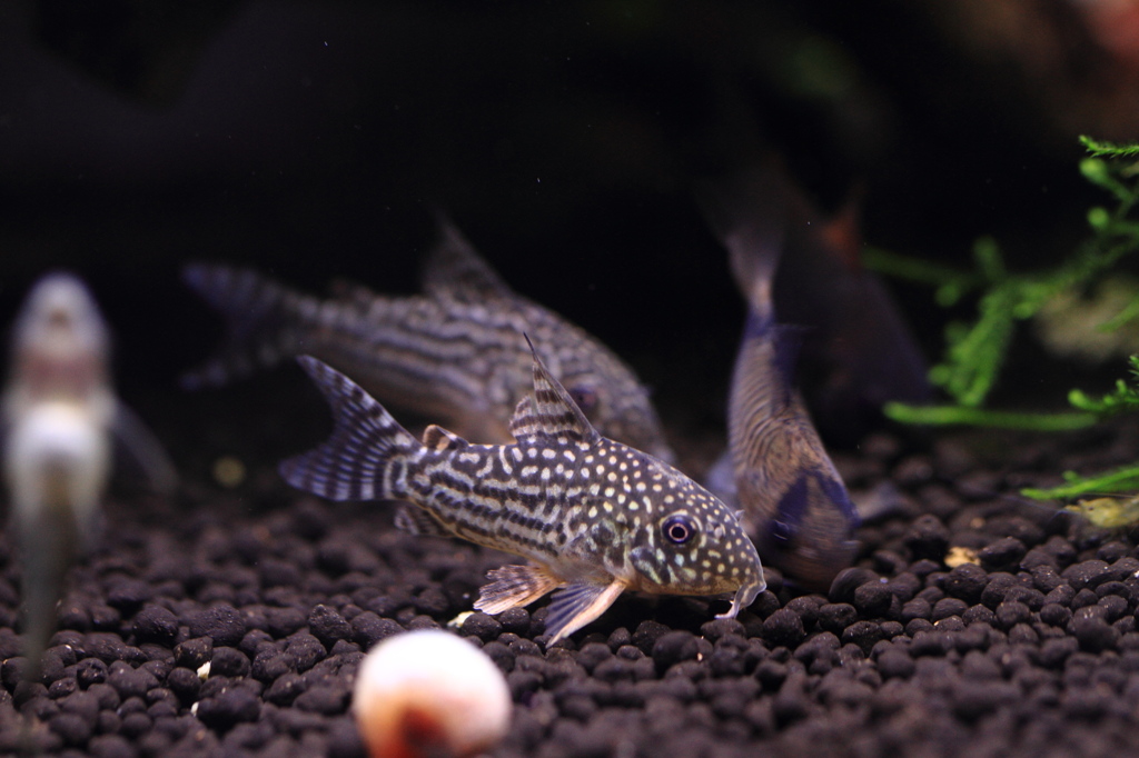 20120521_Co.ステルスバイとパンダ