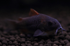 20120521_Co.ベネズエラオレンジ