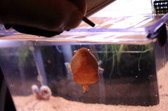 20120613_ミウルス_餌やり_0003