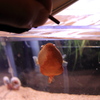 20120613_ミウルス_餌やり_0003