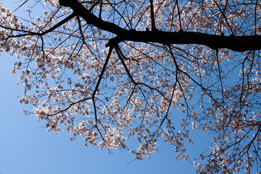 熊野本宮の桜_01