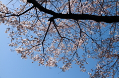 熊野本宮の桜_01