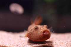 20120603_ミウルス_0006