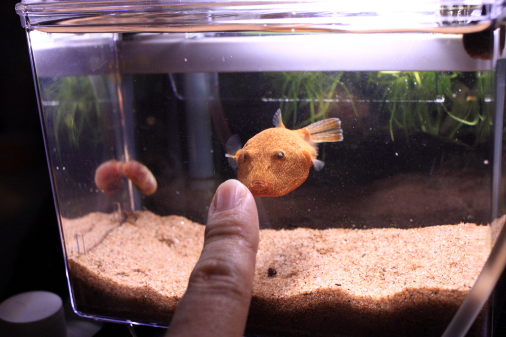 20120613_ミウルス_餌やり_0001