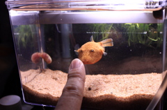 20120613_ミウルス_餌やり_0001