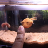 20120613_ミウルス_餌やり_0001