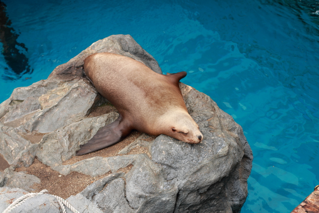 鳥羽水族館 海獣の王国のトド 【本番終了後】