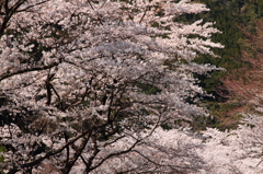 20120408_奈良池原ツーリング_0013