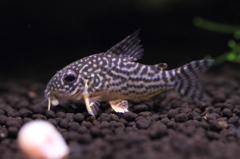 20120521_Co.ステルバイの瞬き