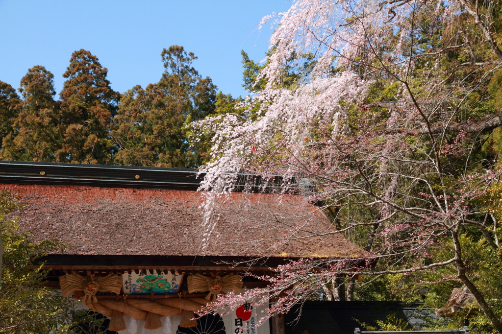 熊野本宮の桜_02