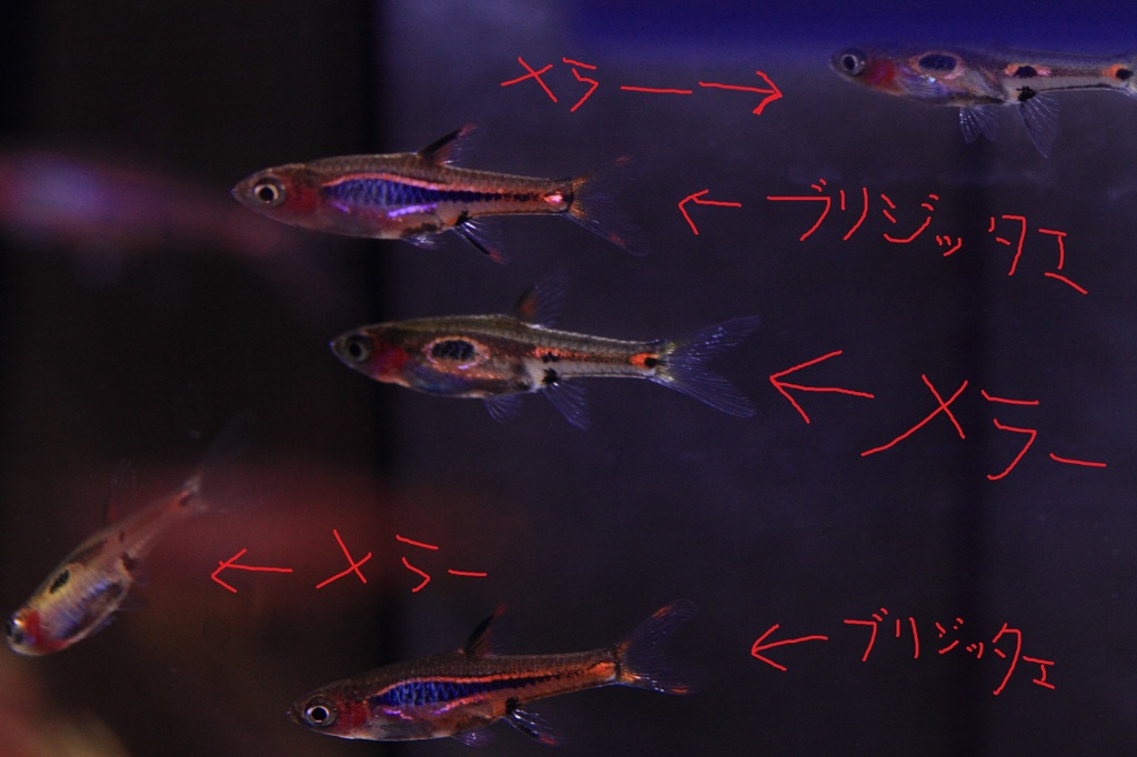 20120515_ボララス隊 比較