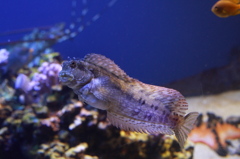 鳥羽水族館で見つけた、おっさんみたいな魚