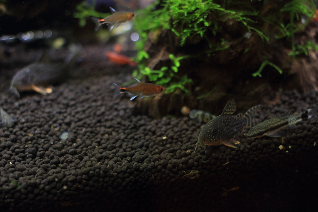 20120623_水槽の片隅 その１　コリドラス ステルバイ