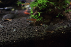 20120623_水槽の片隅 その１　コリドラス ステルバイ