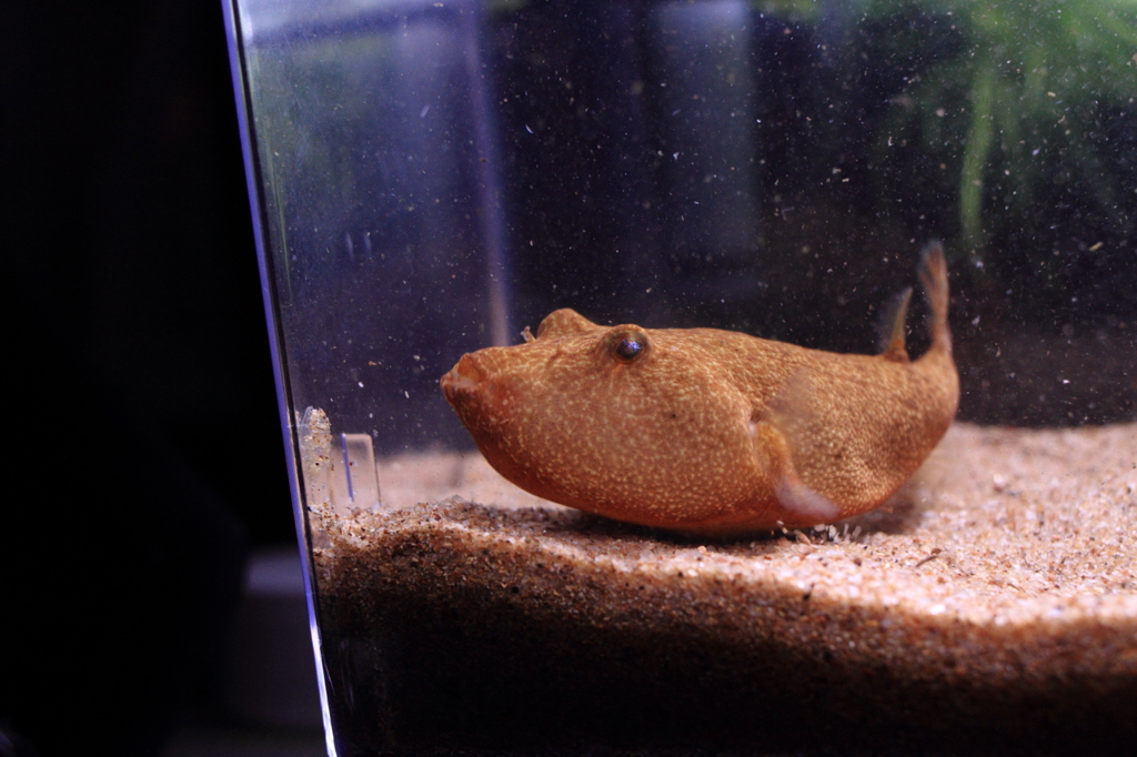 20120607_ミウルスの餌_0008