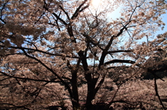 20120408_奈良池原ツーリング_0008