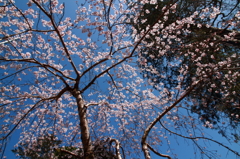 熊野本宮の桜_05