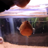 20120613_ミウルス_餌やり_0005
