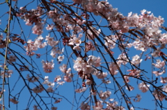 熊野本宮の桜_04