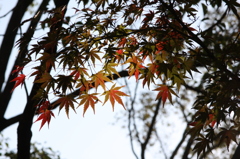 红叶
