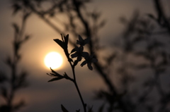 夕阳奚落