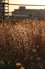 芨芨草