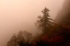 霧雨の山