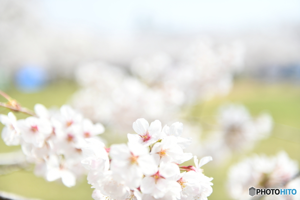 桜