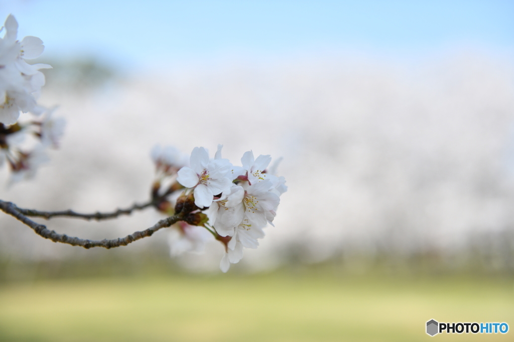 桜