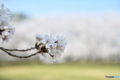 桜