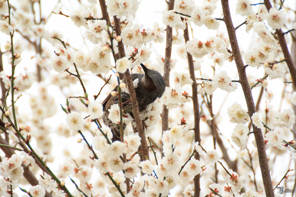 2012-04-21　花見山公園